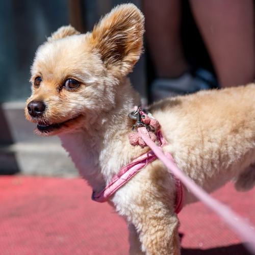 A freshly groomed dog
